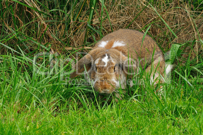 Widderkaninchen