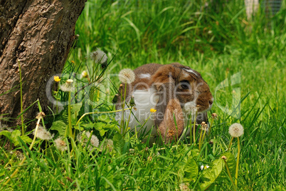 Widderkaninchen