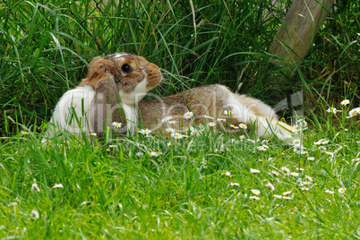 Widderkaninchen