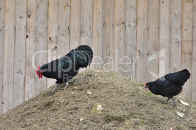 Australorp Hühner