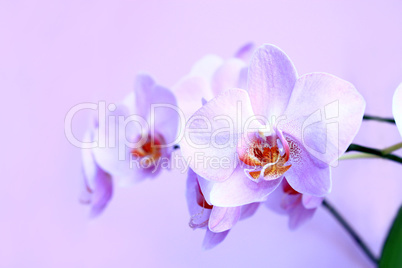 Pink orchid. Branch of the blooming decorative flower