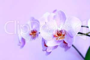 Pink orchid. Branch of the blooming decorative flower