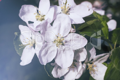 Branch of flowering apple-tree on a background a green garden.