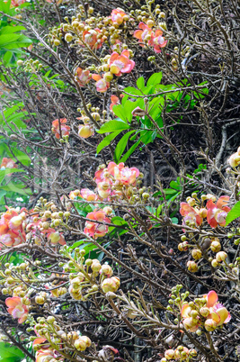 The flower of the sacred Bo tree. Sri Lanka.