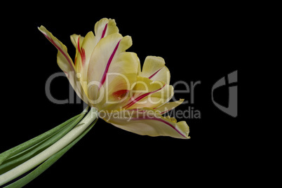 Tulpen Blüte
