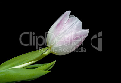 Frühlings Tulpe