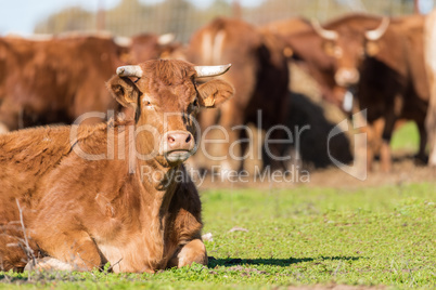 brown angus cow