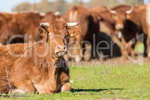 brown angus cow