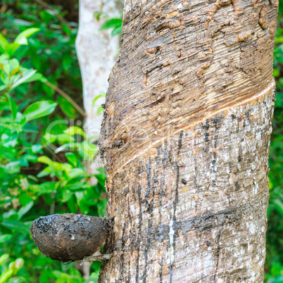 latex extracted from rubber tree source of natural rubber