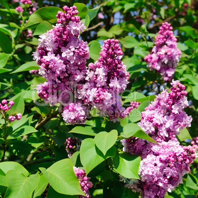 Purple lilac flowers spring blossom background.