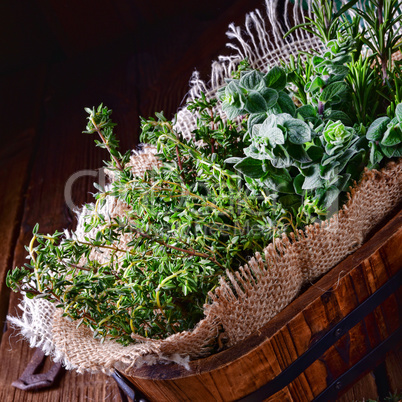 Herbal collection of: thyme,oregano, rosemary