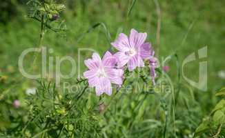 pink blooming wild mallow