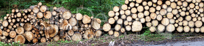 forest path with woodpile