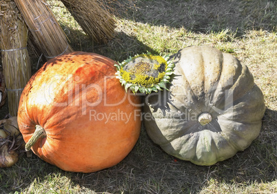 Two large pumpkins are sold at the fair.
