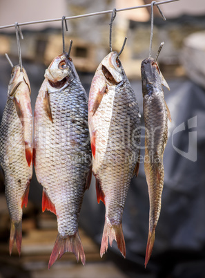 fish ramming in scales hanging on an iron hook