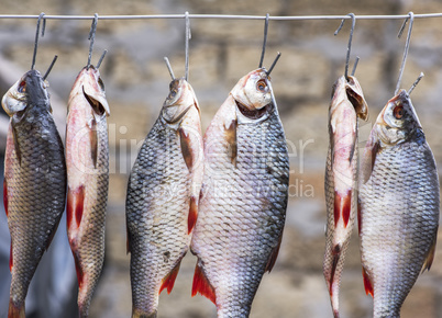 Salted fish ram is hanging on wire and dried outdoors