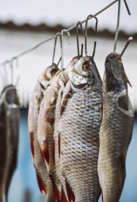 salted river fish ramming in scales hanging on an iron hook