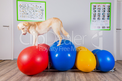 dog balancing over inflatable bally in physical therapy