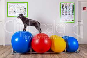black dog stands on balls in therapy