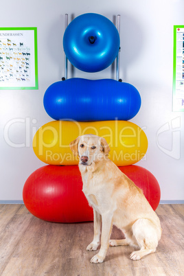 dog sits in front of working tools in vets office