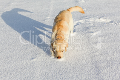 white labrador retriever sniffing in the snow