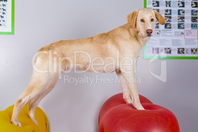 tall white dog in physical therapy