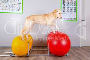 dog balancing on inflatable tools in vets office