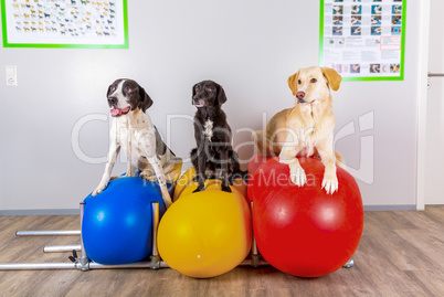 group of dogs in vets office