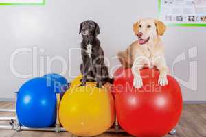 two dogs in physical therapy