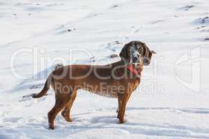 bavarian bloodhound in the snow