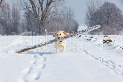 white labrador retriever runns throug snow