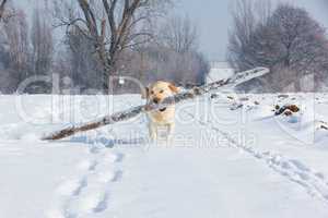 white labrador retriever runns throug snow