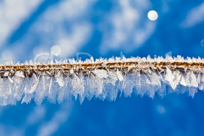 hoarfrost cristals on a branch
