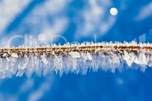 hoarfrost cristals on a branch