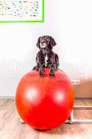 dog lies on inflatable ball