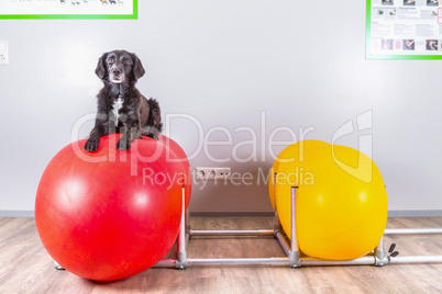 dog lies on inflatable ball in vets office