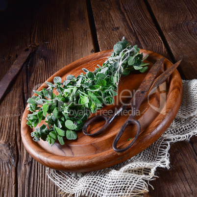 Aromatische Oregano (Origanum vulgare)