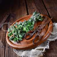 Aromatische Oregano (Origanum vulgare)