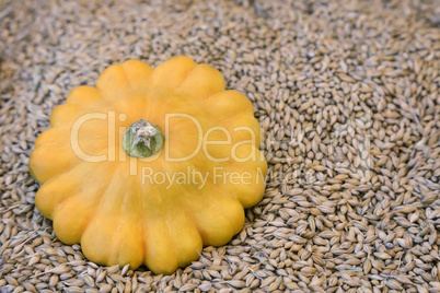 Yellow pumpkin on the background of grain.