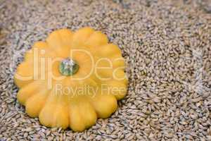 Yellow pumpkin on the background of grain.