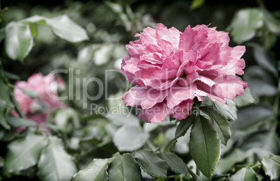 Beautiful blossoming rose against the green of the leaves