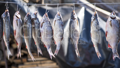 river fish in the scales hanging on an iron hook