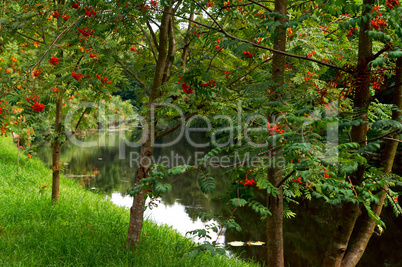 Bush of ripe Rowan in the fall, Rowan Bush with ripe bunches of red berries