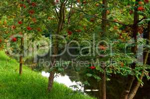 Bush of ripe Rowan in the fall, Rowan Bush with ripe bunches of red berries