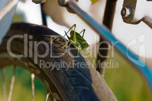 large green locust sits on a Bicycle wheel, locust sits on a Bicycle tire