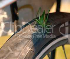 large green locust sits on a Bicycle wheel, locust sits on a Bicycle tire