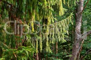 hanging branches of spruce tree, green branches of conifer