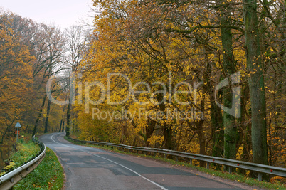 road between autumn trees, trees with yellow and red leaves on the side