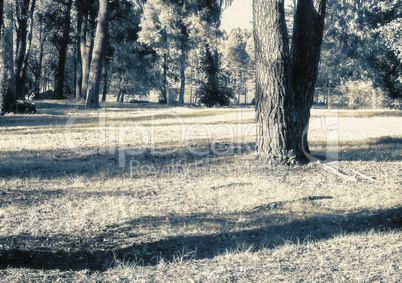 Forest landscape on a Sunny day. The infrared effect.