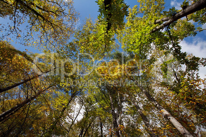 Wald aus der Froschperspektive